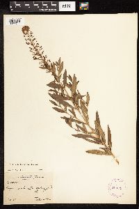 Lysimachia terrestris image