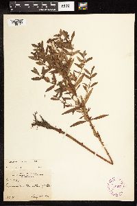 Lysimachia terrestris image
