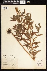 Lysimachia terrestris image