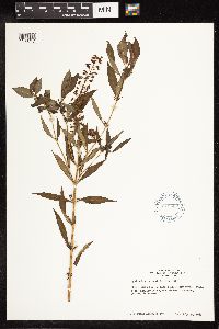 Lysimachia terrestris image