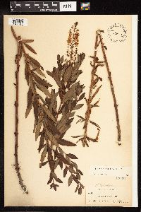 Lysimachia terrestris image