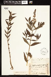 Lysimachia terrestris image