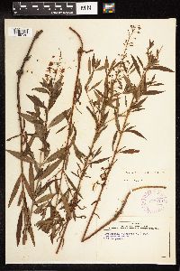 Lysimachia terrestris image