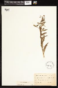 Lysimachia terrestris image