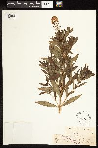 Lysimachia terrestris image