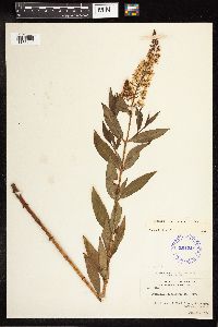 Lysimachia terrestris image