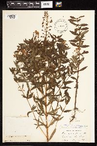 Lysimachia terrestris image