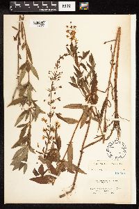 Lysimachia terrestris image