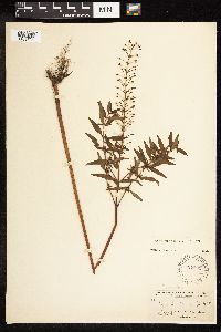 Lysimachia terrestris image