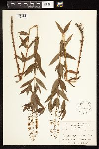 Lysimachia terrestris image