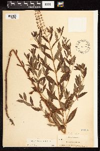Lysimachia terrestris image