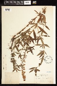 Lysimachia terrestris image