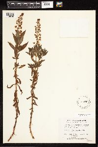 Lysimachia terrestris image