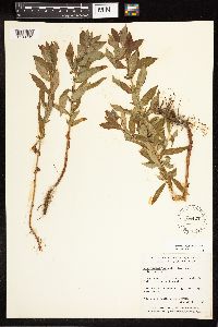 Lysimachia terrestris image