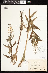 Lysimachia terrestris image