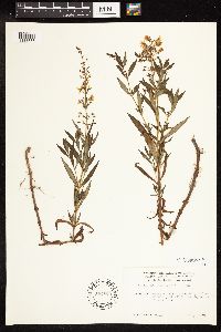 Lysimachia terrestris image