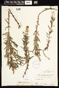 Lysimachia terrestris image
