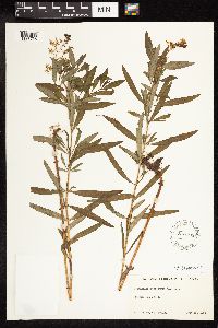 Lysimachia terrestris image