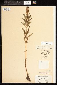 Lysimachia terrestris image