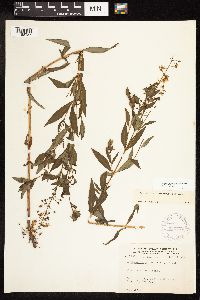 Lysimachia terrestris image