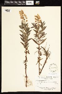 Lysimachia terrestris image