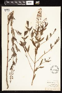 Lysimachia terrestris image