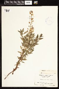 Lysimachia terrestris image