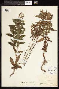 Lysimachia terrestris image