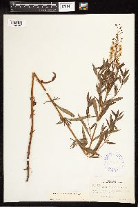 Lysimachia terrestris image