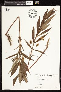 Lysimachia thyrsiflora image