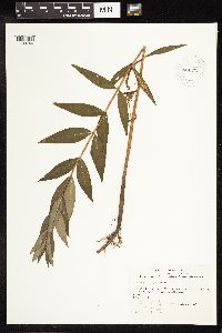 Lysimachia thyrsiflora image