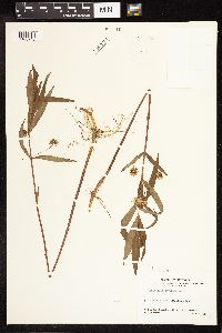 Lysimachia thyrsiflora image