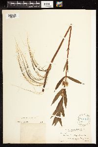 Lysimachia thyrsiflora image