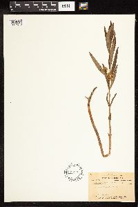 Lysimachia thyrsiflora image