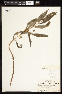 Lysimachia thyrsiflora image