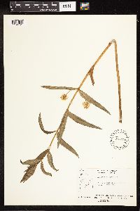 Lysimachia thyrsiflora image