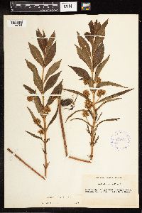 Lysimachia thyrsiflora image
