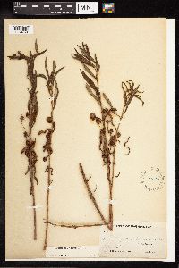 Lysimachia thyrsiflora image