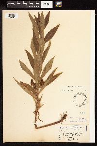 Lysimachia thyrsiflora image