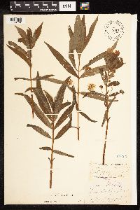 Lysimachia thyrsiflora image