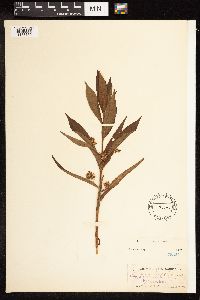 Lysimachia thyrsiflora image