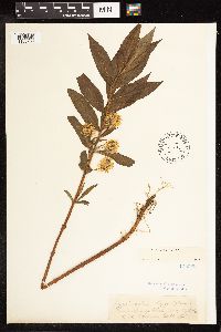 Lysimachia thyrsiflora image