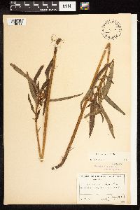 Lysimachia thyrsiflora image