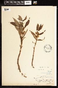 Lysimachia thyrsiflora image