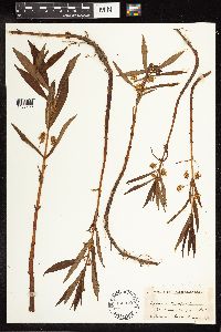 Lysimachia thyrsiflora image