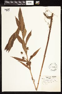 Lysimachia thyrsiflora image