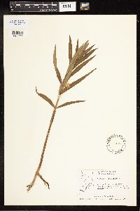 Lysimachia thyrsiflora image