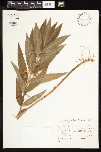 Lysimachia thyrsiflora image