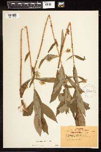 Lysimachia thyrsiflora image