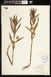 Lysimachia thyrsiflora image